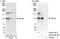 Peptidyl-prolyl cis-trans isomerase G antibody, A302-075A, Bethyl Labs, Immunoprecipitation image 