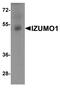 Izumo Sperm-Egg Fusion 1 antibody, PA5-72869, Invitrogen Antibodies, Western Blot image 