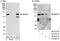 Ring Finger Protein 40 antibody, A300-720A, Bethyl Labs, Immunoprecipitation image 