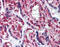 mSec7-1 antibody, 51-542, ProSci, Immunohistochemistry frozen image 