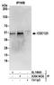 Cell division cycle protein 123 homolog antibody, A304-943A, Bethyl Labs, Immunoprecipitation image 