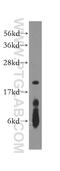 DNA Polymerase Epsilon 3, Accessory Subunit antibody, 15278-1-AP, Proteintech Group, Western Blot image 