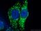 Translocase Of Outer Mitochondrial Membrane 70 antibody, 14528-1-AP, Proteintech Group, Immunofluorescence image 