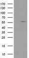 Dystrobrevin Alpha antibody, TA502207S, Origene, Western Blot image 