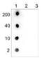 5-hydroxymethylcytosine antibody, NBP2-59177, Novus Biologicals, Dot Blot image 