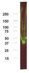 Adenosine A1 Receptor antibody, TA342789, Origene, Western Blot image 