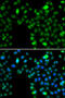 Inhibitor of growth protein 5 antibody, 22-837, ProSci, Immunofluorescence image 