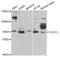 Cadherin 13 antibody, abx001461, Abbexa, Western Blot image 