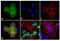 Ataxin 7 antibody, PA1-749, Invitrogen Antibodies, Immunofluorescence image 