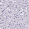 Y-Box Binding Protein 2 antibody, NBP2-33798, Novus Biologicals, Immunohistochemistry frozen image 