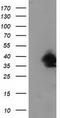 UBX Domain Protein 2B antibody, TA502539, Origene, Western Blot image 