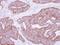 Mitochondrial Ribosomal Protein L28 antibody, GTX115439, GeneTex, Immunohistochemistry paraffin image 