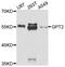 Glutamic--Pyruvic Transaminase 2 antibody, abx126924, Abbexa, Western Blot image 