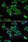 Pyruvate carboxylase, mitochondrial antibody, A6301, ABclonal Technology, Immunofluorescence image 
