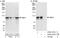 NBS antibody, A300-187A, Bethyl Labs, Immunoprecipitation image 