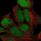Kelch Like Family Member 29 antibody, NBP2-14167, Novus Biologicals, Immunocytochemistry image 