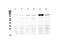 DExD/H-Box Helicase 58 antibody, PA5-79148, Invitrogen Antibodies, Western Blot image 