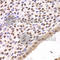 FKBP Prolyl Isomerase 4 antibody, A5643, ABclonal Technology, Immunohistochemistry paraffin image 