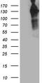 Mitogen-Activated Protein Kinase Kinase Kinase 13 antibody, TA812293S, Origene, Western Blot image 