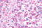 5-Hydroxytryptamine Receptor 4 antibody, MBS243314, MyBioSource, Immunohistochemistry frozen image 