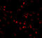 HECT, UBA And WWE Domain Containing E3 Ubiquitin Protein Ligase 1 antibody, 4213, ProSci, Immunofluorescence image 