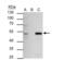 Estrogen Related Receptor Alpha antibody, NBP2-16380, Novus Biologicals, Immunoprecipitation image 