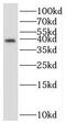 Serine/Threonine Kinase Receptor Associated Protein antibody, FNab08351, FineTest, Western Blot image 