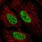 Splicing regulatory glutamine/lysine-rich protein 1 antibody, HPA059332, Atlas Antibodies, Immunocytochemistry image 