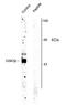 Glycogen Synthase Kinase 3 Beta antibody, AHP1233, Bio-Rad (formerly AbD Serotec) , Western Blot image 
