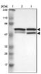 Cell Division Cycle Associated 7 antibody, PA5-52165, Invitrogen Antibodies, Western Blot image 