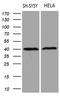 RNA Binding Fox-1 Homolog 3 antibody, LS-C799062, Lifespan Biosciences, Western Blot image 