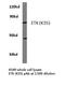 BMX Non-Receptor Tyrosine Kinase antibody, LS-C176412, Lifespan Biosciences, Western Blot image 