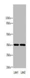LYPD3 antibody, A62918-100, Epigentek, Western Blot image 