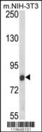 Probable threonyl-tRNA synthetase 2, cytoplasmic antibody, 63-571, ProSci, Western Blot image 