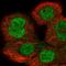 Importin 8 antibody, HPA023765, Atlas Antibodies, Immunocytochemistry image 