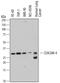 Carcinoembryonic Antigen Related Cell Adhesion Molecule 4 antibody, MAB4354, R&D Systems, Western Blot image 