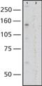 Nucleoporin 107 antibody, ab50008, Abcam, Western Blot image 