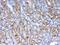 Galectin 1 antibody, A00470-1, Boster Biological Technology, Immunohistochemistry frozen image 