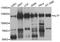 Helicase-like transcription factor antibody, orb374069, Biorbyt, Western Blot image 