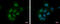 Zinc Finger MYND-Type Containing 8 antibody, GTX111462, GeneTex, Immunocytochemistry image 