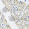 Aminolevulinate Dehydratase antibody, A8398, ABclonal Technology, Immunohistochemistry paraffin image 