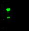 CD192 antibody, 100450-T34, Sino Biological, Western Blot image 