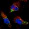 Leucine Rich Repeat Containing 38 antibody, NBP1-90986, Novus Biologicals, Immunocytochemistry image 