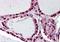 Prokineticin receptor 2 antibody, orb85626, Biorbyt, Immunohistochemistry paraffin image 