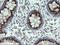Src Like Adaptor 2 antibody, LS-C174158, Lifespan Biosciences, Immunohistochemistry frozen image 