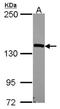 Nardilysin Convertase antibody, NBP2-19473, Novus Biologicals, Western Blot image 