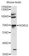Semenogelin-2 antibody, LS-C747946, Lifespan Biosciences, Western Blot image 