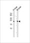 Biliverdin Reductase B antibody, MBS9214641, MyBioSource, Western Blot image 
