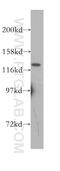 Leucine Rich Repeat Containing 8 VRAC Subunit D antibody, 11537-1-AP, Proteintech Group, Western Blot image 