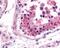Nuclear Respiratory Factor 1 antibody, 49-493, ProSci, Immunohistochemistry paraffin image 